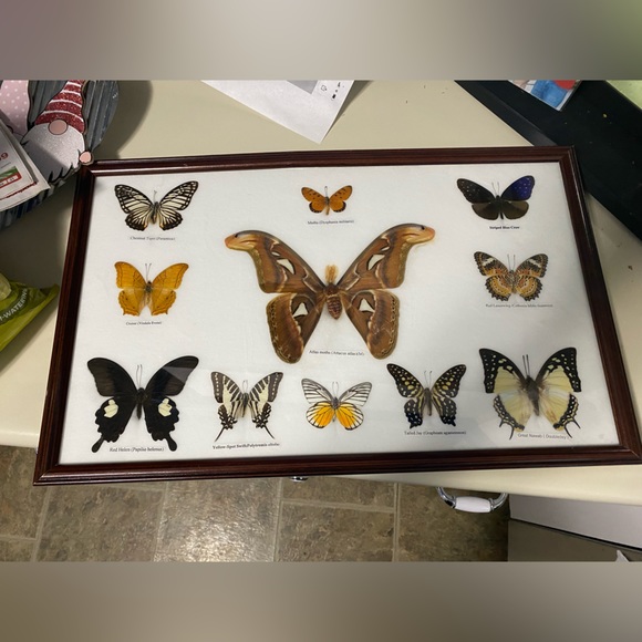Moth frame - Picture 3 of 5